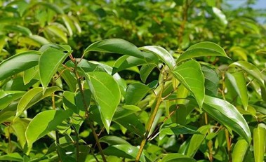 植物元素检测